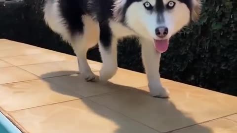 Awesome husky #dog