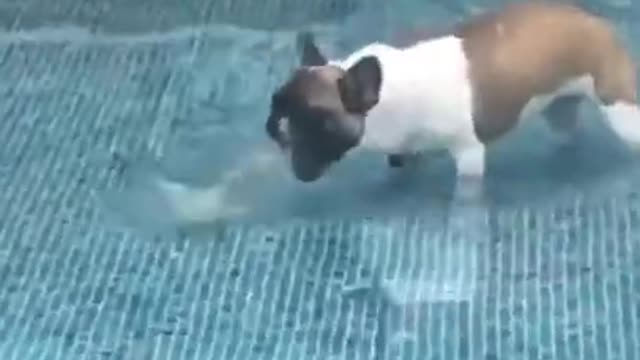 animal fails