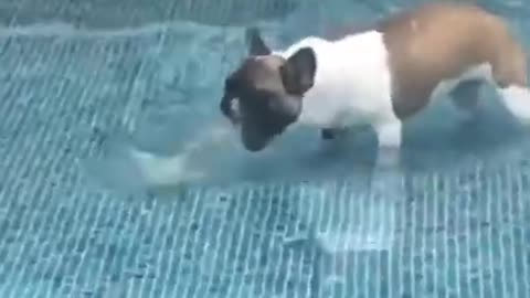 animal fails