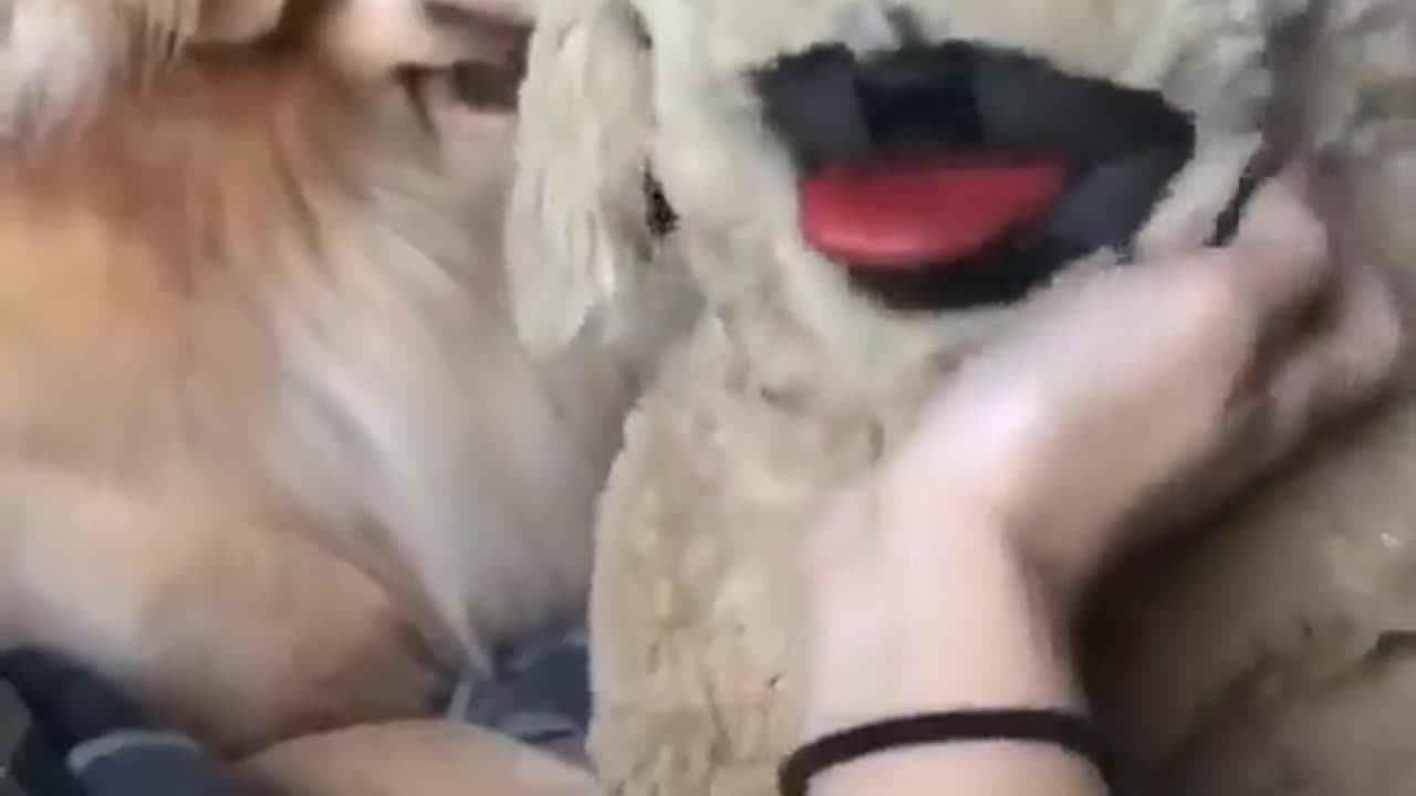 Jealous Dog