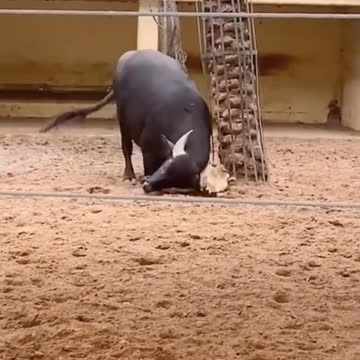 This Buffalo saved a turtle by filpping him over😯