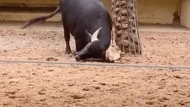 This Buffalo saved a turtle by filpping him over😯