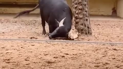 This Buffalo saved a turtle by filpping him over😯