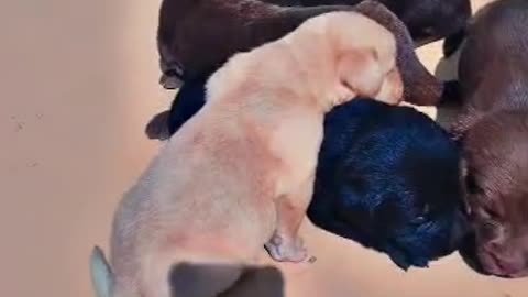 Cute Puppies 🐕 Video