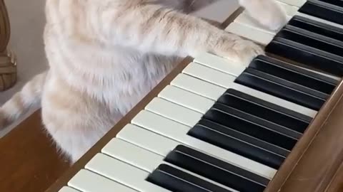 cat playing Piano 😯😯😯