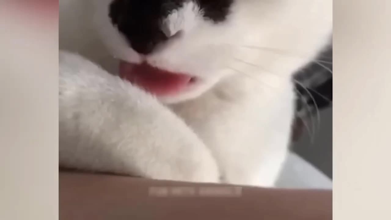 😅😅😹