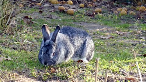 Found a rabbit with big ears