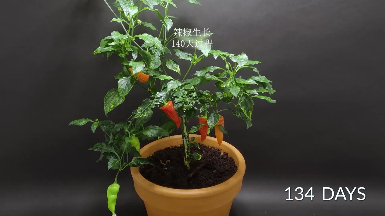 The process of Growing up of a Chili