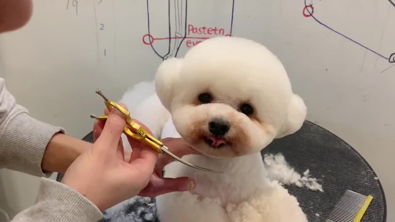 Best Poodle Puppy Smile During Grooming (Slo-Mo)