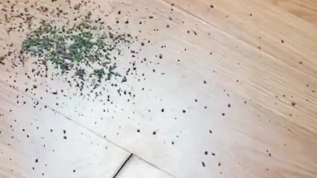 Cat It’s so funny😏😏#cat #catsoftiktok #funny #funnyvideos