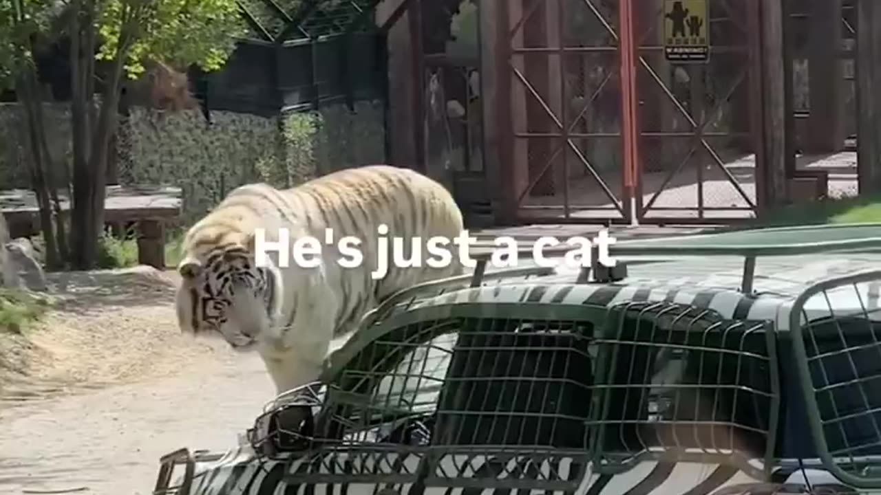 Just A Big Cat