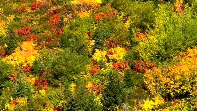 Nature of the postovals
