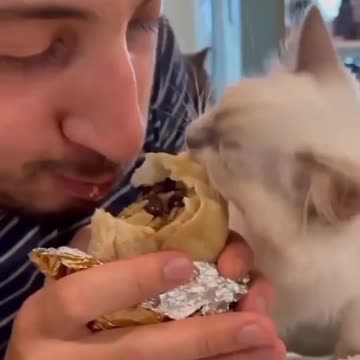 My cat 😺 eating with me 😄 but it's very hard for him ! Joy Funny Factory