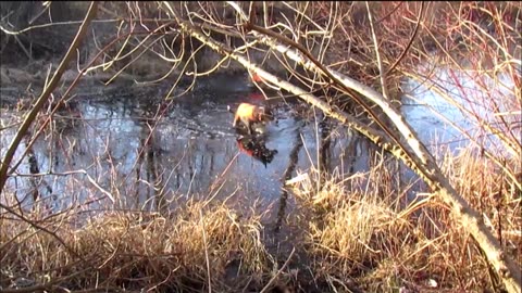 Bobbi and Rocky Adventures - Spencer Lake Swamp Dogs