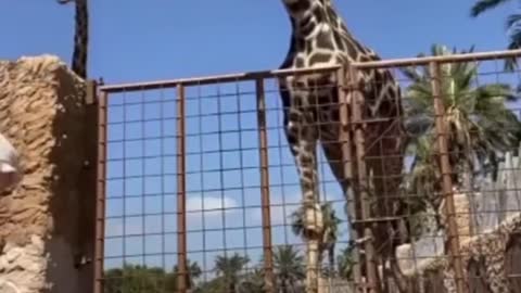 Feeding a Giraffe - Kid forgot to let go of the leaf!