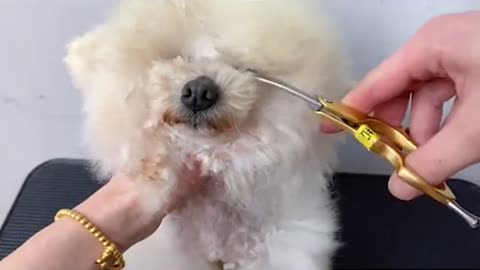 How To Groom A Lovely Hairstyle For Poodle Puppy _ Amazing Snow White Poodle Puppy Grooming