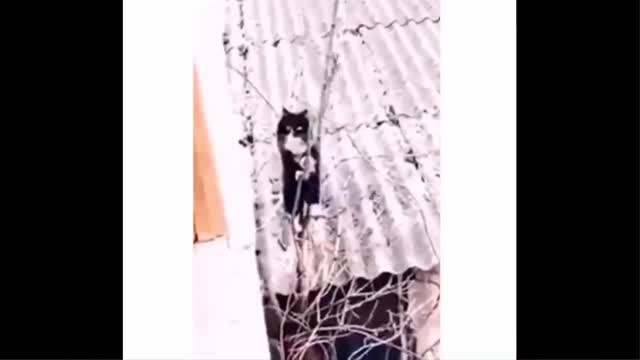 funny ANIMALS