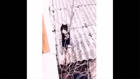 funny ANIMALS