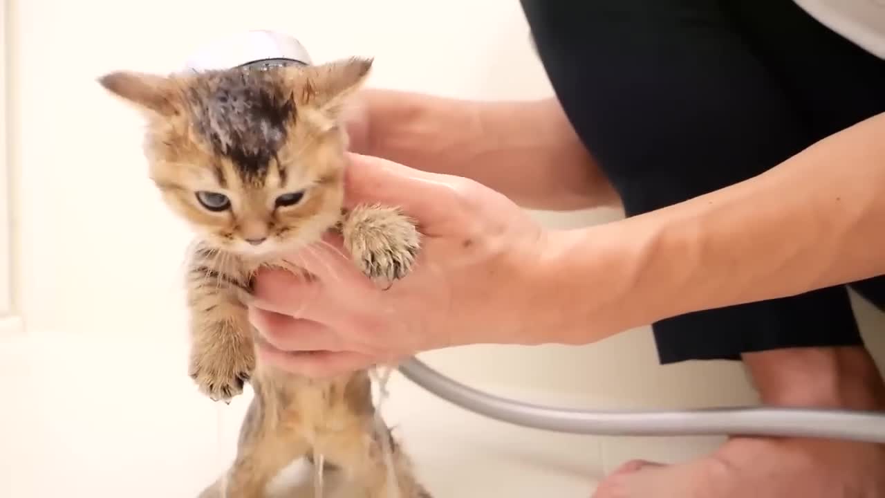 The kitten's precious bathing scene is cute