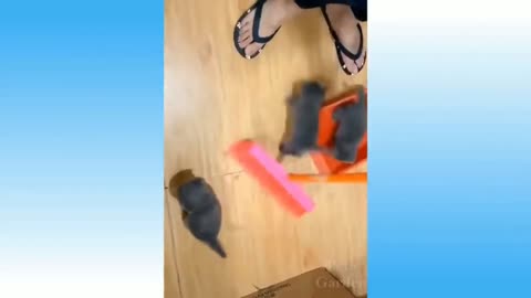 Funny Animals 🐧 - Best Funny Animal Videos 😁 - Cutest Animals Ever