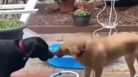 Funny Animal's Video...🤣🤣🤣