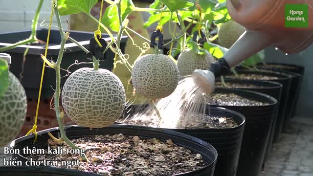 Growing this Melon, picking to tired hand