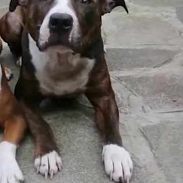 Sneaky Chihuahua Steals Hot Dogs From Siblings!