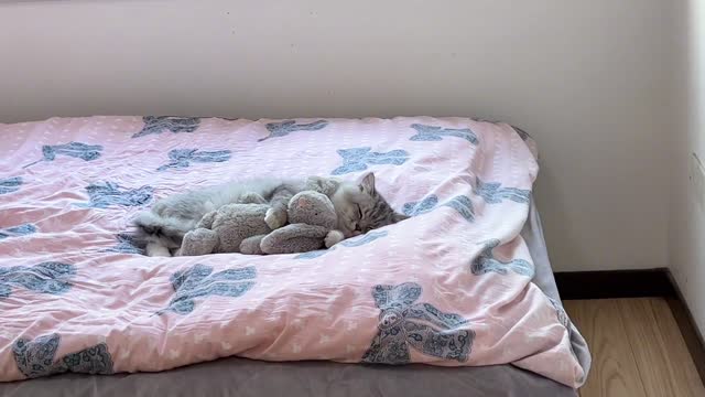 Cat Diary