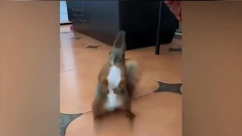 Cute animals laughing videos 🤣
