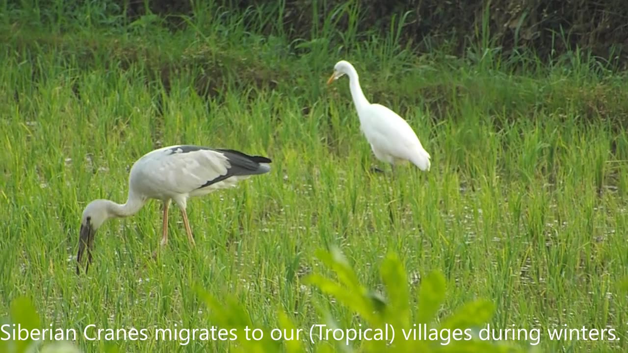 Local Heron Hosting a Siberian crane