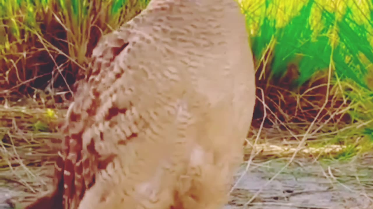 Gray Partridge Sound | Dakhni Teetar ki Boli #grayfrancolin #teetar #teetarkiawaz