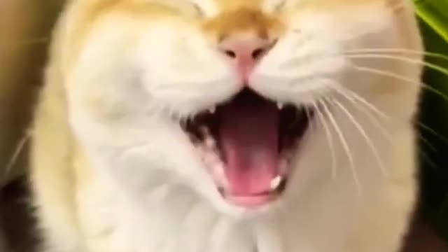 Funny cat - Cuteness overload