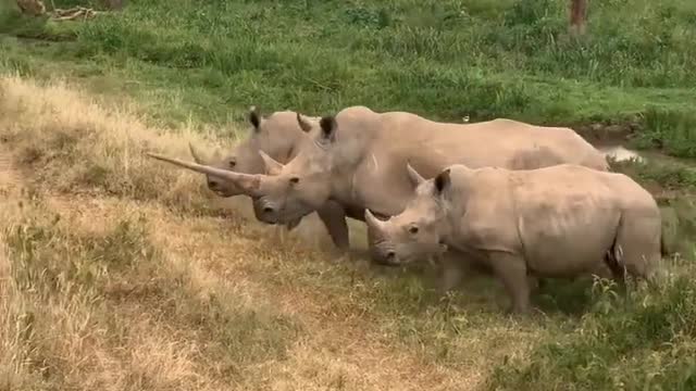 Rhinos