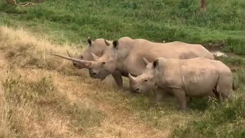 Rhinos