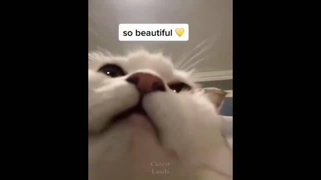 Funniest Cats 😹 - Don't try to hold back Laughter 😂