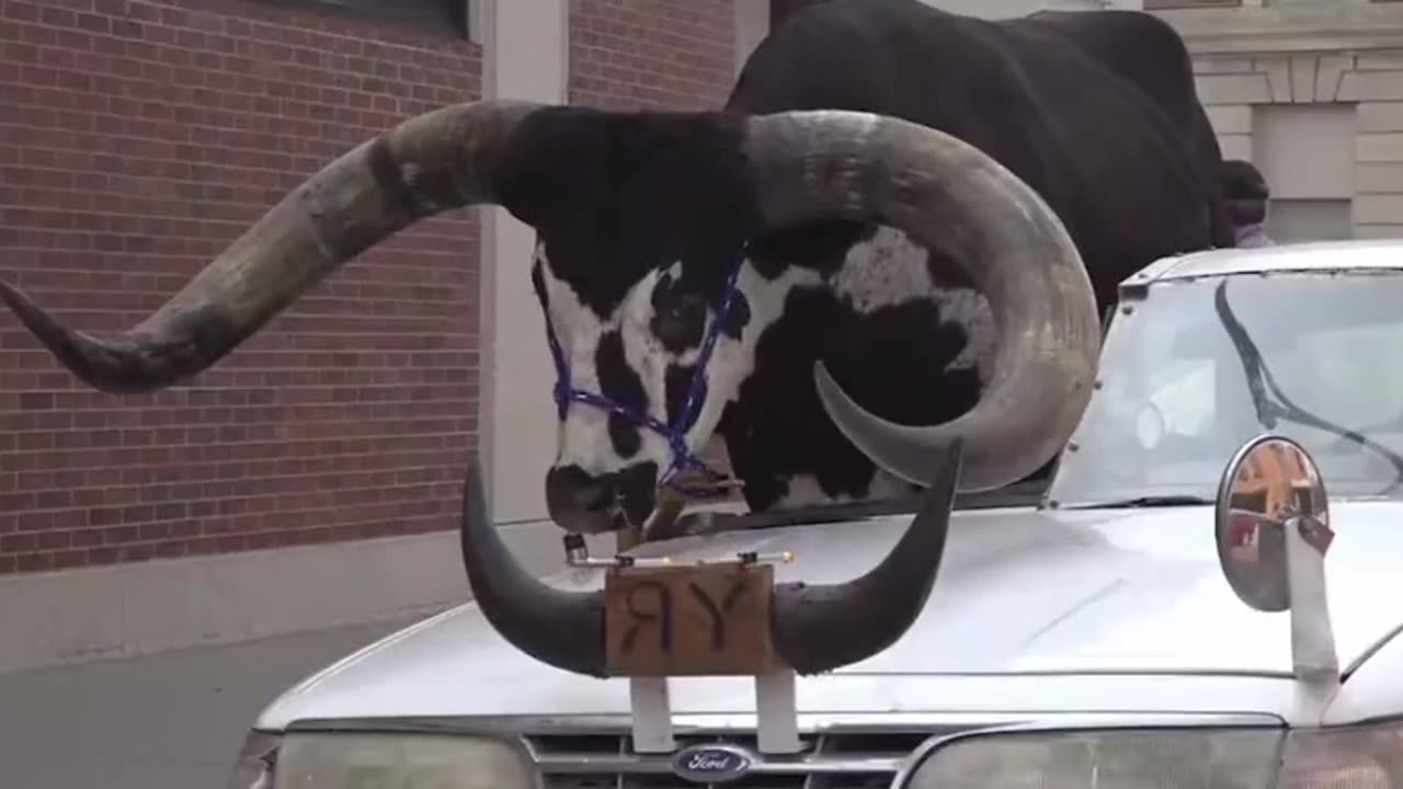 Nebraska Pull Over Bull In The Passenger Seat Of A Car In FUNNY Moment