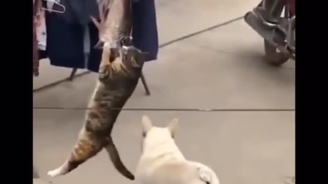 Funniest cats😹 -don’t try to hold back laughter😂 - funny cats LIFE
