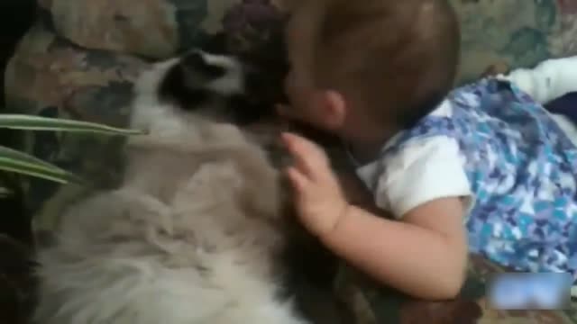 Cats loves baby