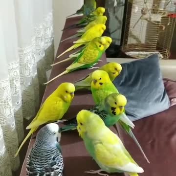 A group of lovebirds standing on the sofa in the house beautifully and singing