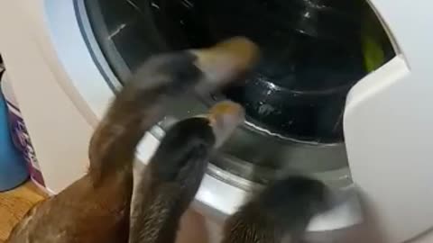 Wash day