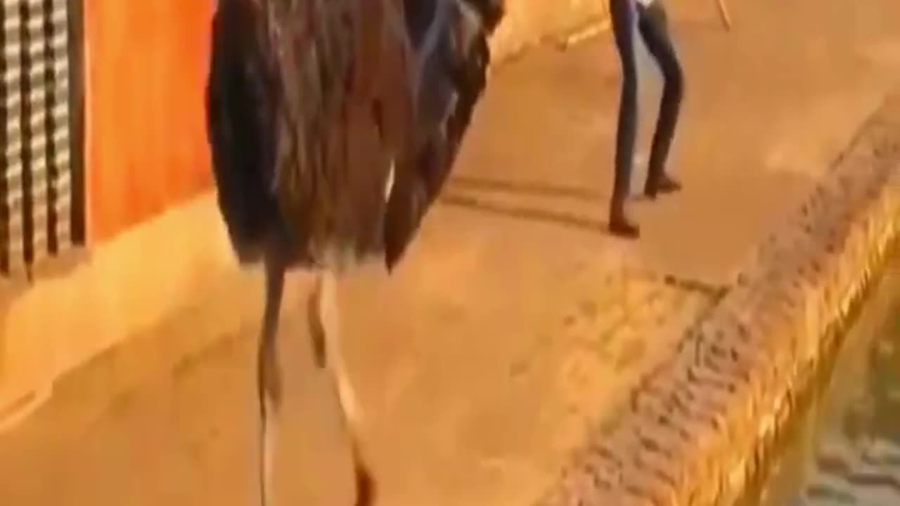 Angry Ostrich #funny #viral #shorts #viralshorts