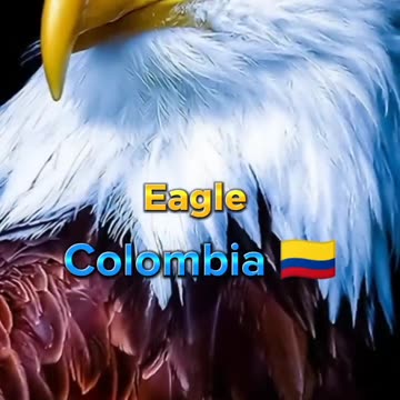 National Animals In Different Countries and follow me please