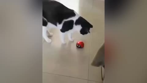 Cats who share one braincell