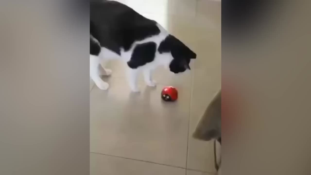 Cats who share one braincell
