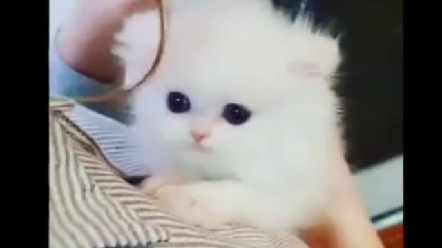 cutest animal🐈🐱