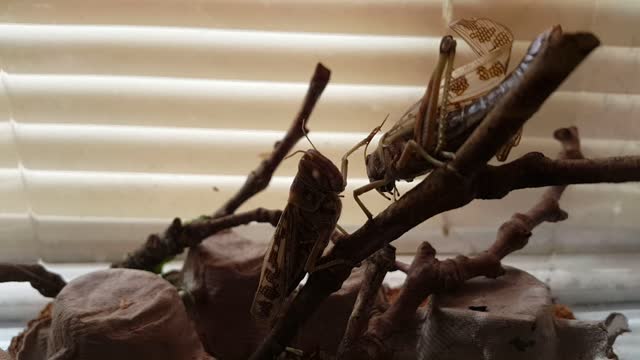 Timmy and Lenard My Two Pet Locust