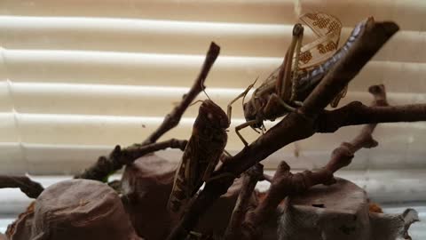 Timmy and Lenard My Two Pet Locust