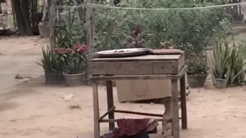 Animal funny prank