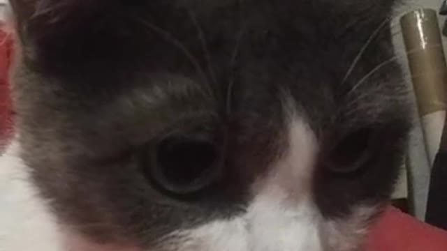 Annie Cat ASMR #ASMRshorts