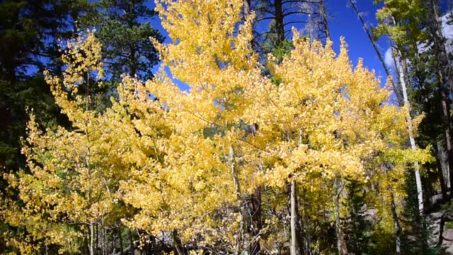 Aspens shimmering